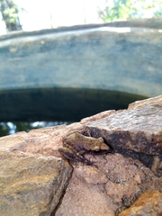 Leptodactylus melanonotus