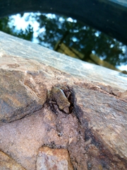 Leptodactylus melanonotus