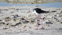 Himantopus himantopus