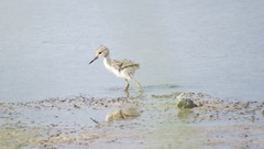 Himantopus himantopus