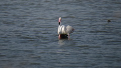 Phoenicopterus roseus