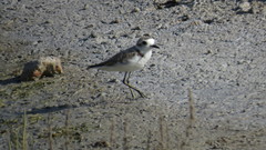 Charadrius alexandrinus