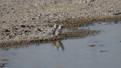 Himantopus himantopus