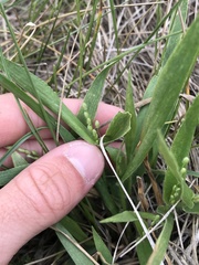 Dichanthelium leibergii
