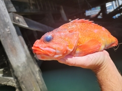 Sebastes constellatus