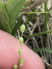 Dichanthelium leibergii