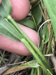 Dichanthelium leibergii
