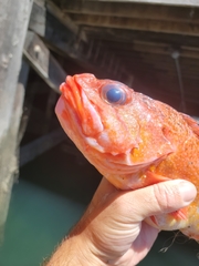 Sebastes constellatus