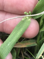 Dichanthelium leibergii
