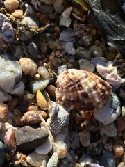 Concholepas concholepas