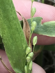 Dichanthelium leibergii