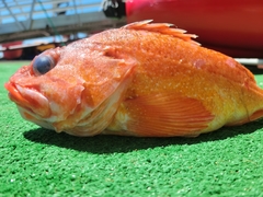 Sebastes constellatus