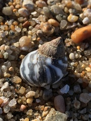 Echinolittorina peruviana