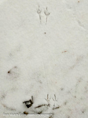 Dendragapus fuliginosus