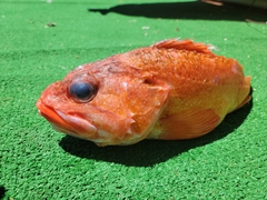 Sebastes constellatus