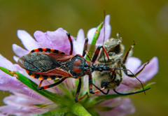 Rhynocoris iracundus