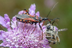 Rhynocoris iracundus