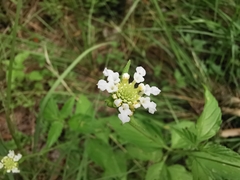 Lantana canescens