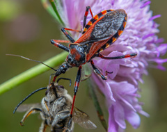 Rhynocoris iracundus