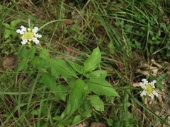 Lantana canescens