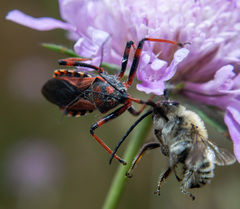 Rhynocoris iracundus