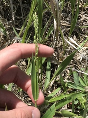 Dichanthelium leibergii