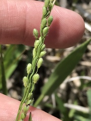 Dichanthelium leibergii