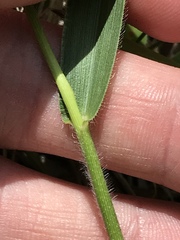 Dichanthelium leibergii