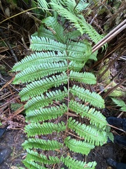Pteris excelsa