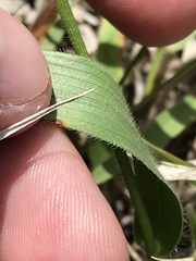 Dichanthelium leibergii