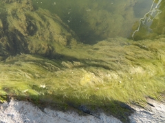 Cladophora glomerata