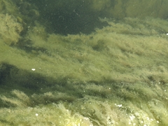 Cladophora glomerata