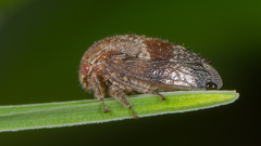 Ophiderma salamandra