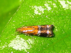 Helcystogramma perelegans