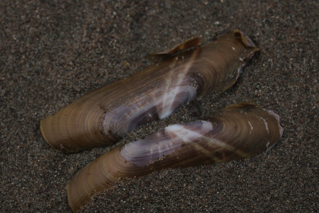 Hard Razor Clam