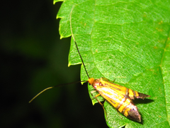 Nemophora staudingerella