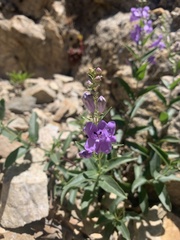 Penstemon platyphyllus