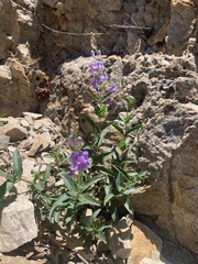 Penstemon platyphyllus