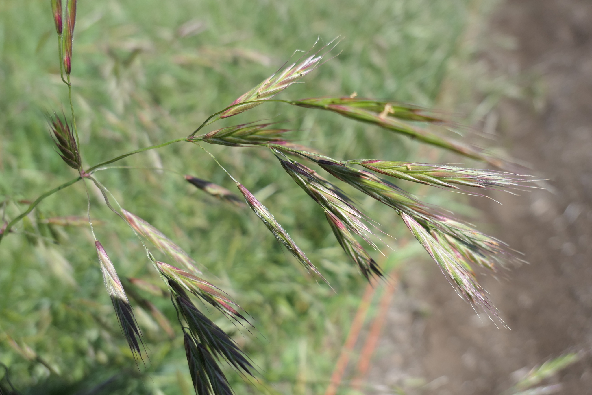 Bromus sitchensis