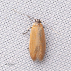 Holcocera immaculella