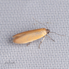 Holcocera immaculella