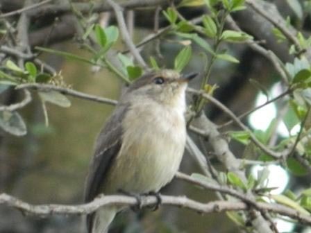 Chapin's Flycatcher illustration