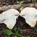 Cortinarius wiebeae - Photo (c) Jonathan Frank, some rights reserved (CC BY-NC-ND), uploaded by Jonathan Frank