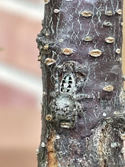 Phidippus putnami