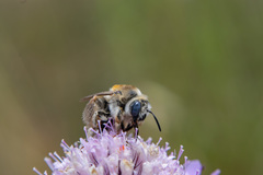 Eucerini