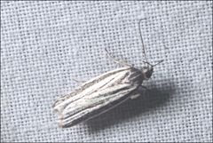 Bida radiosella