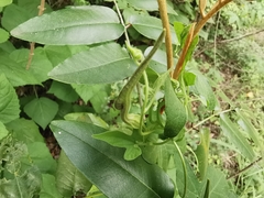 Aristolochia pentandra