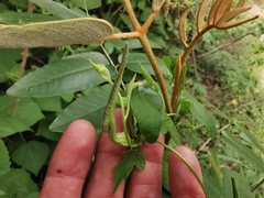 Aristolochia pentandra