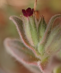 Nonea vesicaria