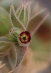 Nonea vesicaria